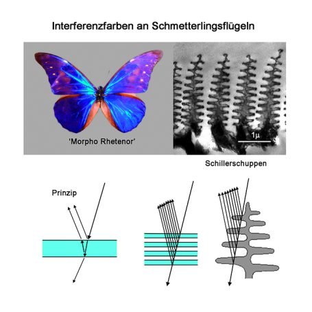 Interferenzfarben am Schmetterling